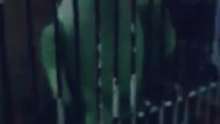 Funny Talking parrot
