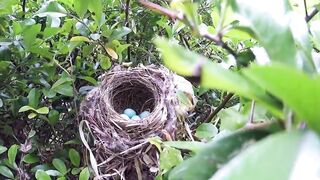 Bird Hatching And Brooding - Animals And Birds