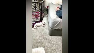 The BEST of 2022 funny cat and dog videos - Funny Videos ????????????