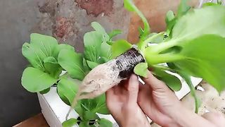 Growing Hydroponic Vegetable Garden at Home - Easy for Beginners