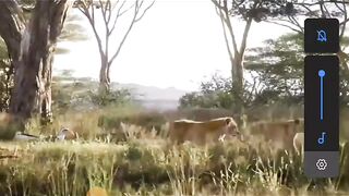 Tiger King of the Jungle