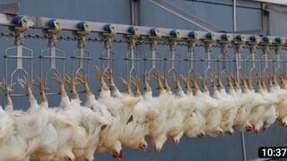 Chicken_Hatchery_Technology_-_Raising_Broiler_Farm_-_Modern_Poultry_Slaughter_&_Processing_Plant