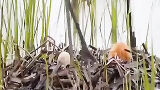 Best Islamic video