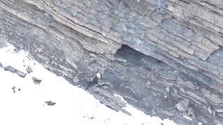 Mountain Goat Tossing Snow Leopard Falls Down From Cliff To Escape - Even The Mighty Can Falter