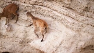 Baby ibex descends mountains to escape a fox _ Planet Earth II_ Mountains -