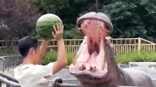 Entertainment video