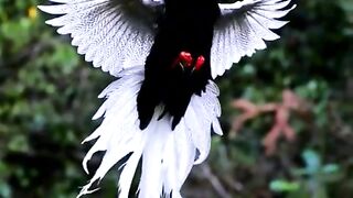 Phisent flying beauty
