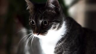 Cat enjoy the glowing light