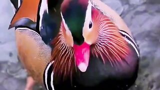 Rainbow bird beauty
