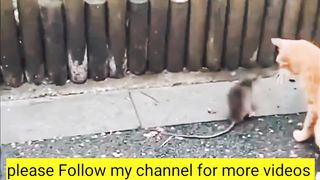 Mouse and cat funny videos #animalfunnyvideo