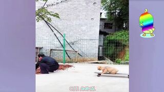 Funny Dog And Cat, Funniest Animals #109