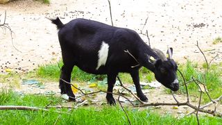Cute Farm goats flandering around.