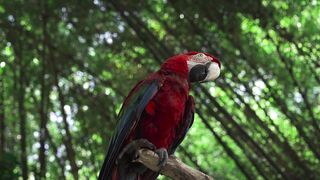 parrot video for kids | parrot |