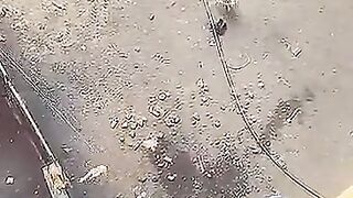 Cat Funny Video