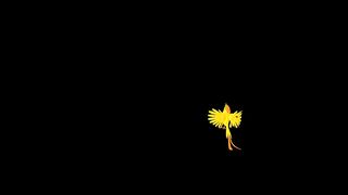 Beautiful funny bird flying HD video