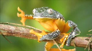 Most colorful frogs in the world
