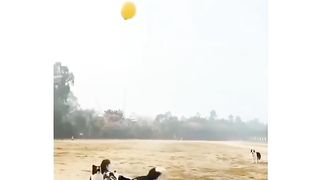 It's Dog playing time
