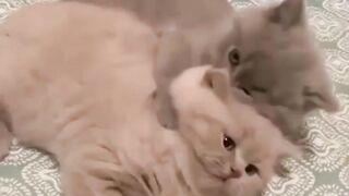 Cute Cat funny video #cutanimalvideo