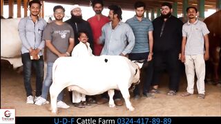 UDF Cattle Farm Goes Crazy with Asim Sanata's Hilarious Prank
