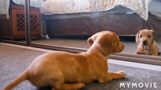 Funny dog in front of mirror