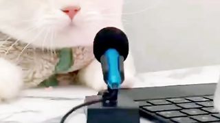 Cat voice sound has recorded| SABIRTWHIR