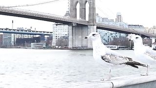 Beautiful bird's