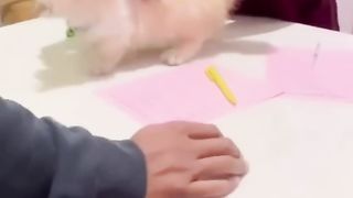 Cat crying ????