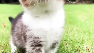 Cute Little Kitten