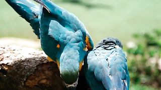 Color full parrots????????