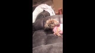Pup faceplants because she wants more
