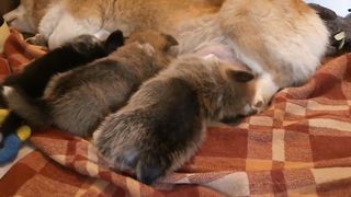 New Viral funny animal, funny fails videos 2023