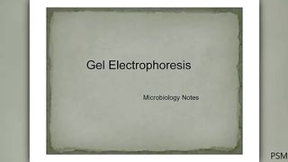 Gel electrophoresis slideshow