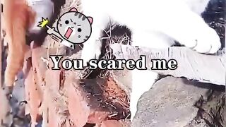 Смешные животные tik tok cat коты приколы собаки лучшие приколы Тик