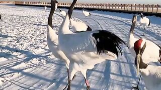 koonj Birds unity