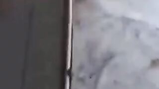 Funny animal attack