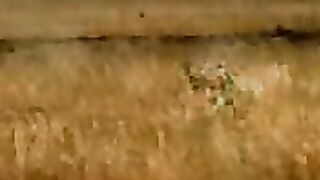 #Lion #deer #man #febpostshorts #febpostvideos #funnyworld #funnyshorts #funnyvideos #interesting #amazing #wonderful #trending  #viral