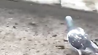 #piegon Henri-Bourassa