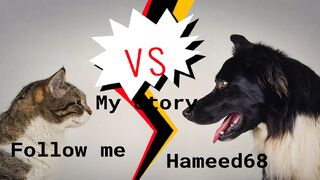 Cat vs Dog  battle _shorts.