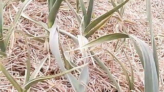 G1 garlic Pakistan