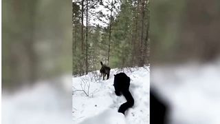 Esses cães são proibidos em todo o mundo  Cães Perigosos