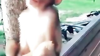 Monkey