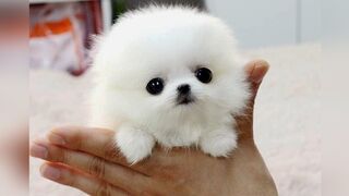 Tik Tok Chó Phốc Sóc Mini ???? Funny and Cute