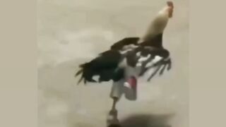 Style hen????????