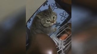 Смешные животные