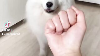 My Dog Has  a Pure Heart