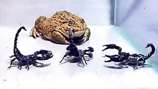 Frog video