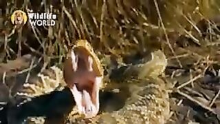Snacks faiting video