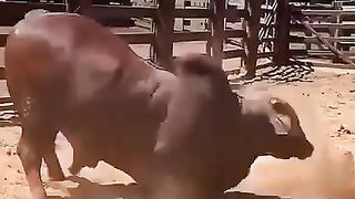 Big bull