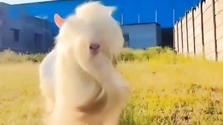 Beautiful goat.