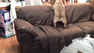 Funny videos